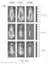 Fig. 33 - STABILIZED ALPHA HELICAL PEPTIDES AND USES THEREOF