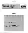 Fig. 03 - Modified meningococcal fHbp polypeptides