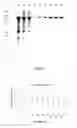 Fig. 08 - Polymer particles and uses thereof