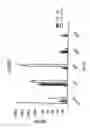 Fig. 69 - TCR Complex Immunotherapeutics