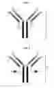 Fig. 02 - Antibodies comprising C-terminal light chain polypeptide extensions and conjugates and methods of use thereof