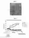 Fig. 07 - Antibodies comprising C-terminal light chain polypeptide extensions and conjugates and methods of use thereof