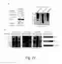 Fig. 22 - GLYCOPEPTIDE AND USES THEREOF
