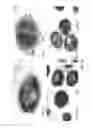 Fig. 19 - Polyamide nanoparticles and uses thereof