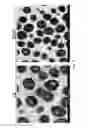 Fig. 23 - Polyamide nanoparticles and uses thereof