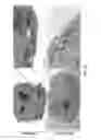 Fig. 24 - Polyamide nanoparticles and uses thereof