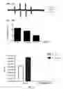 Fig. 34 - Polyamide nanoparticles and uses thereof