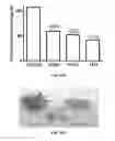Fig. 43 - Polyamide nanoparticles and uses thereof