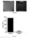 Fig. 44 - Polyamide nanoparticles and uses thereof