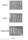 Fig. 45 - Polyamide nanoparticles and uses thereof