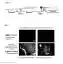 Fig. 02 - Method Of Differentiation From Stem Cells To Hepatocytes