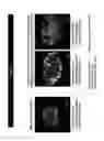 Fig. 08 - GUIDED DIFFERENTIATION OF INDUCED PLURIPOTENT STEM CELLS