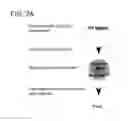 Fig. 06 - DOWNREGULATION OF miR-7 FOR PROMOTION OF BETA CELL DIFFERENTIATION AND INSULIN PRODUCTION