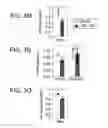 Fig. 12 - DOWNREGULATION OF miR-7 FOR PROMOTION OF BETA CELL DIFFERENTIATION AND INSULIN PRODUCTION
