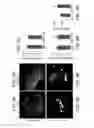 Fig. 25 - DOWNREGULATION OF miR-7 FOR PROMOTION OF BETA CELL DIFFERENTIATION AND INSULIN PRODUCTION