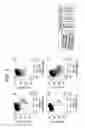 Fig. 02 - Differentiation of human embryonic stem cells