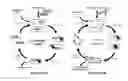Fig. 02 - Continuous directed evolution