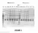 Fig. 06 - ANTISENSE OLIGONUCLEOTIDES FOR INDUCING EXON SKIPPING AND METHODS OF USE THEREOF
