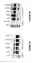 Fig. 09 - ANTISENSE OLIGONUCLEOTIDES FOR INDUCING EXON SKIPPING AND METHODS OF USE THEREOF