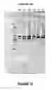 Fig. 22 - ANTISENSE OLIGONUCLEOTIDES FOR INDUCING EXON SKIPPING AND METHODS OF USE THEREOF
