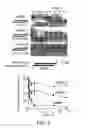 Fig. 03 - Short interfering RNA (siRNA) analogues