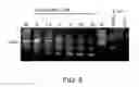 Fig. 06 - Short interfering RNA (siRNA) analogues