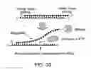 Fig. 10 - Short interfering RNA (siRNA) analogues