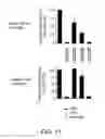 Fig. 11 - Short interfering RNA (siRNA) analogues