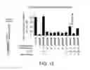 Fig. 12 - Short interfering RNA (siRNA) analogues