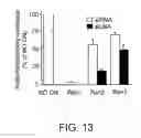 Fig. 13 - Short interfering RNA (siRNA) analogues