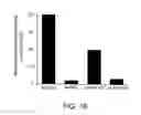 Fig. 16 - Short interfering RNA (siRNA) analogues