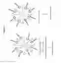 Fig. 13 - RNA interference in skin indications