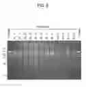 Fig. 09 - Method for preparing DNA unit composition, and method for creating concatenated DNA