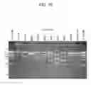 Fig. 10 - Method for preparing DNA unit composition, and method for creating concatenated DNA