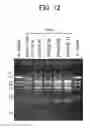 Fig. 12 - Method for preparing DNA unit composition, and method for creating concatenated DNA