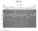 Fig. 16 - Method for preparing DNA unit composition, and method for creating concatenated DNA