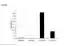 Fig. 08 - Modification of RNA, producing an increased transcript stability and translation efficiency