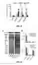 Fig. 12 - Means and methods for regulating secondary metabolite production in plants