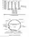 Fig. 08 - BIOCONTROL