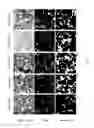 Fig. 08 - METHOD FOR PRODUCING A FUSION MIXTURE FOR TRANSFER OF A CHARGED MOLECULE INTO AND/OR THROUGH A LIPID MEMBRANE