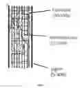 Fig. 02 - Enhancement of lignocellulose saccharification via a low temperature ionic liquid pre-treatment scheme