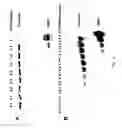 Fig. 15 - Compositions and methods for recognition of RNA using triple helix forming peptide nucleic acids