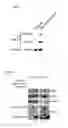 Fig. 03 - METHODS AND KITS USED IN IDENTIFYING MICRORNA TARGETS