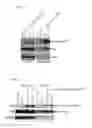 Fig. 04 - METHODS AND KITS USED IN IDENTIFYING MICRORNA TARGETS