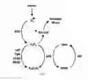 Fig. 02 - METHOD FOR DIAGNOSING HEMATOLOGICAL DISORDERS