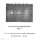 Fig. 06 - Method and kit for non-invasively detecting EGFR gene mutations