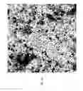 Fig. 08 - EGCG STABILIZED PD NANOPARTICLES, METHOD FOR MAKING, AND ELECTROCHEMICAL CELL