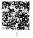 Fig. 11 - EGCG STABILIZED PD NANOPARTICLES, METHOD FOR MAKING, AND ELECTROCHEMICAL CELL