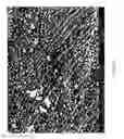 Fig. 16 - EGCG STABILIZED PD NANOPARTICLES, METHOD FOR MAKING, AND ELECTROCHEMICAL CELL
