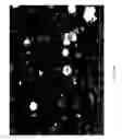 Fig. 21 - EGCG STABILIZED PD NANOPARTICLES, METHOD FOR MAKING, AND ELECTROCHEMICAL CELL